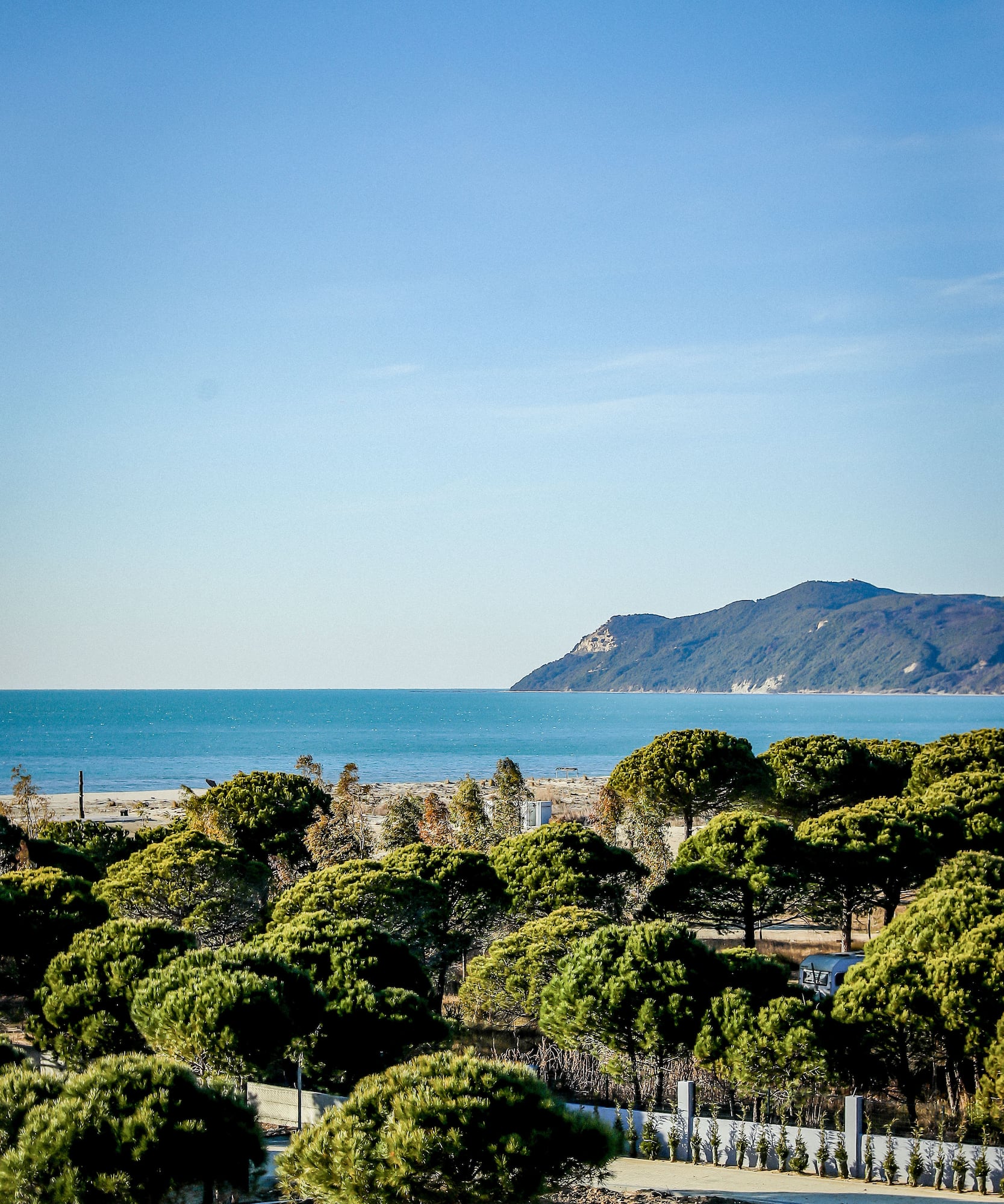 a group of trees and a body of water