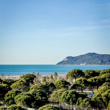 a group of trees and a body of water