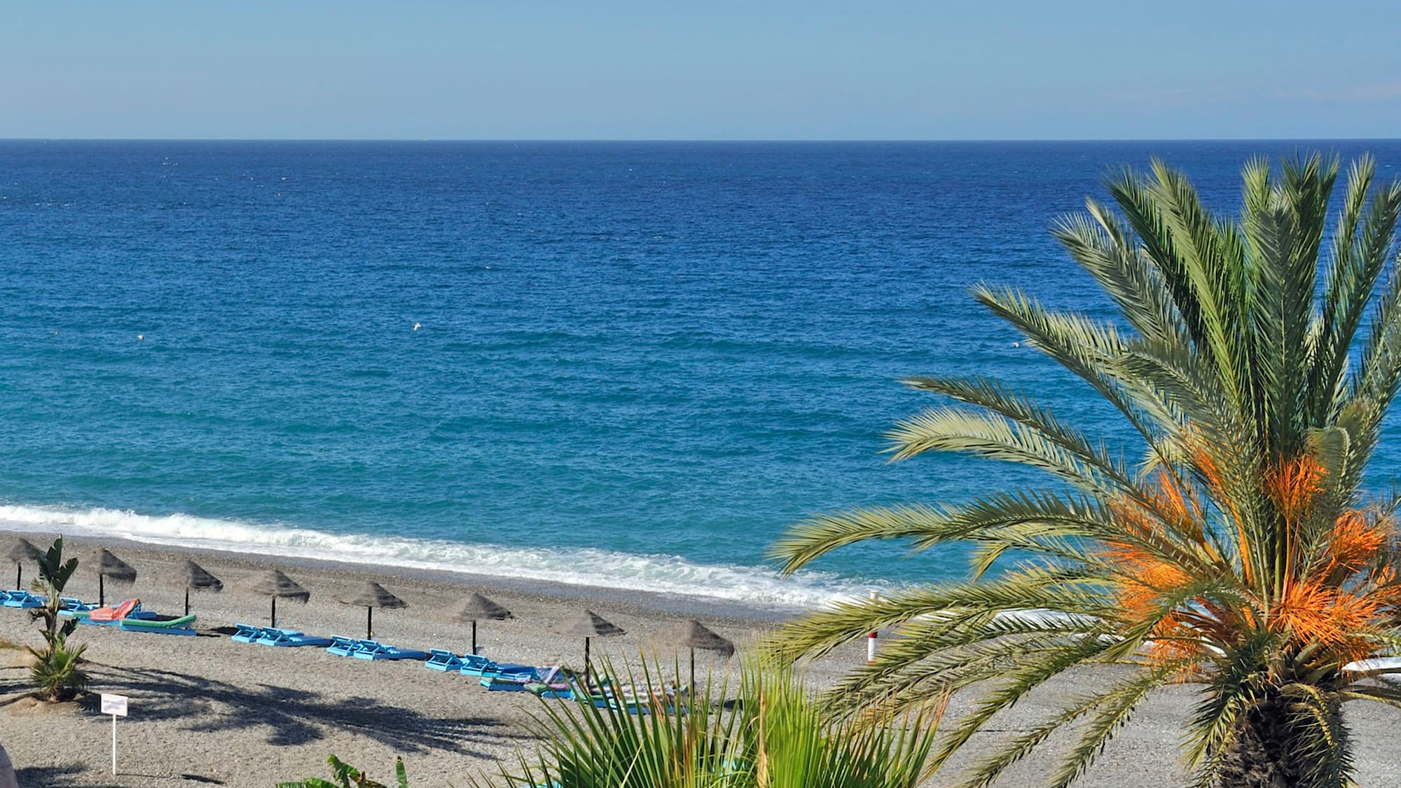 Pebble beach with blue ocean, palm trees, sun loungers, and thatched umbrellas.