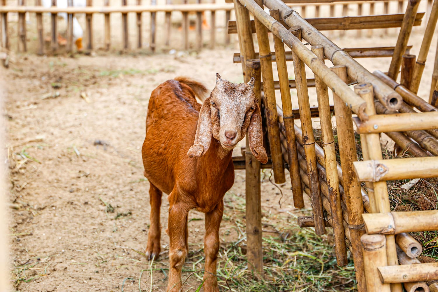 a goat standing next to a fence