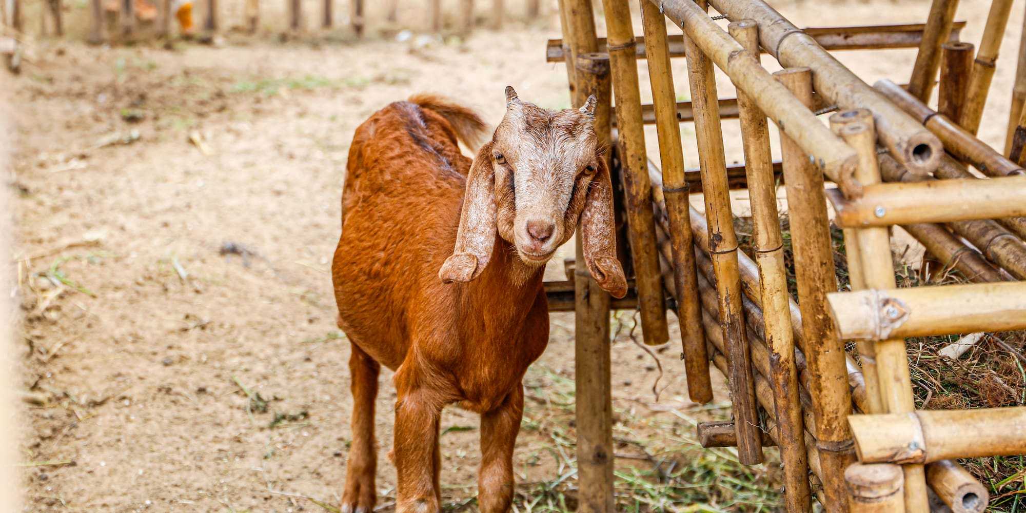 a goat standing next to a fence