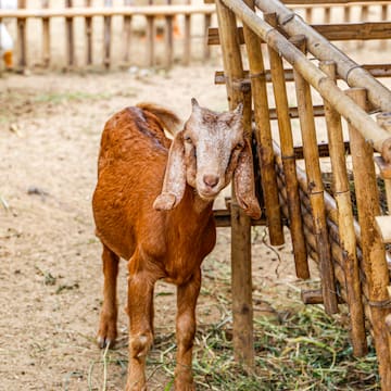 a goat standing next to a fence