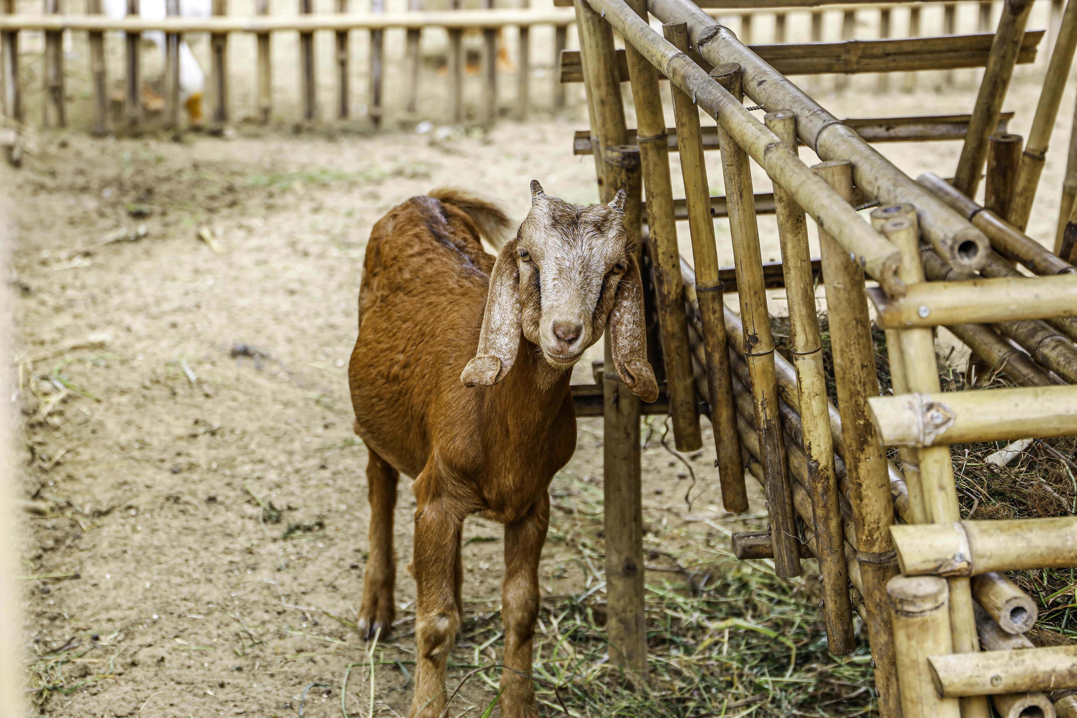 Young brown goat with floppy ears in a rustic bamboo pen.