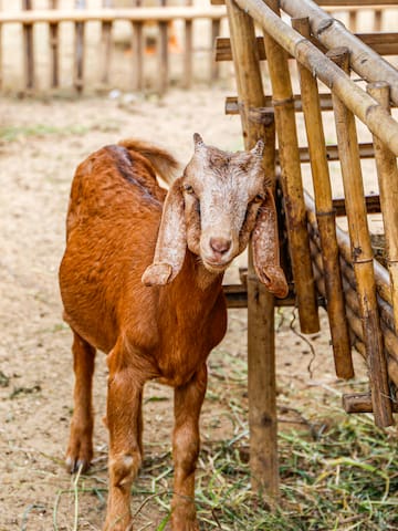 a goat standing next to a fence