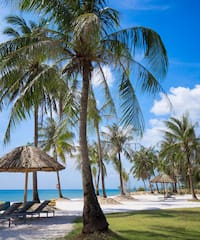 a beach with palm trees and chairs