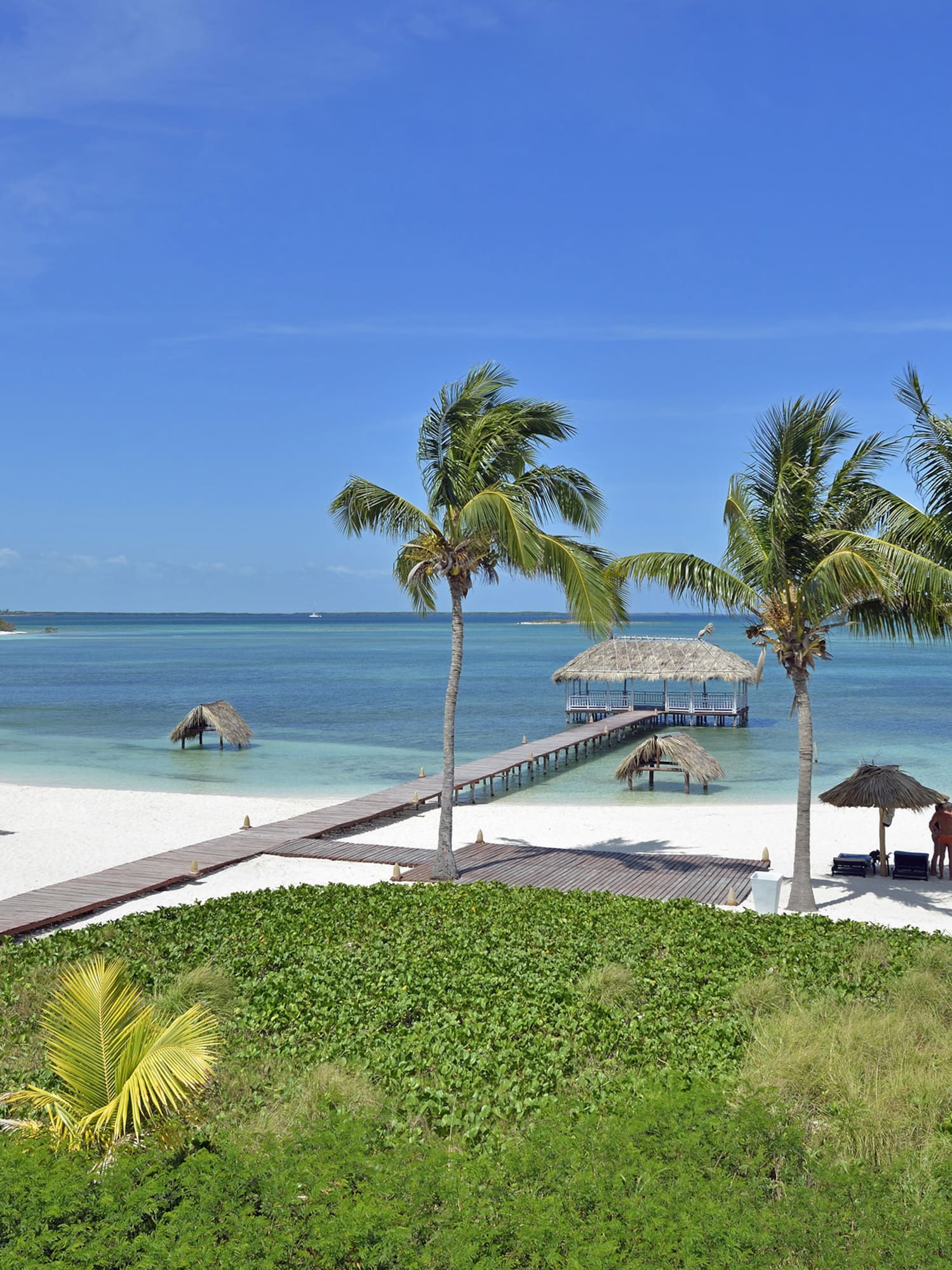 a beach with palm trees and a dock