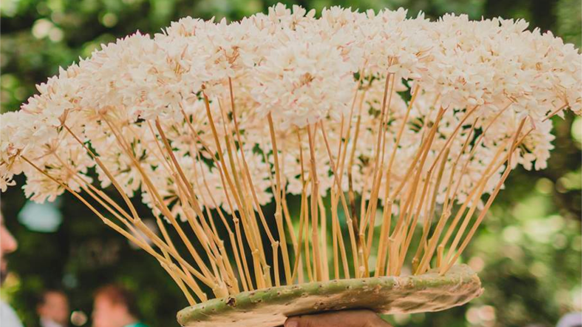 a hand holding a plate of white flowers