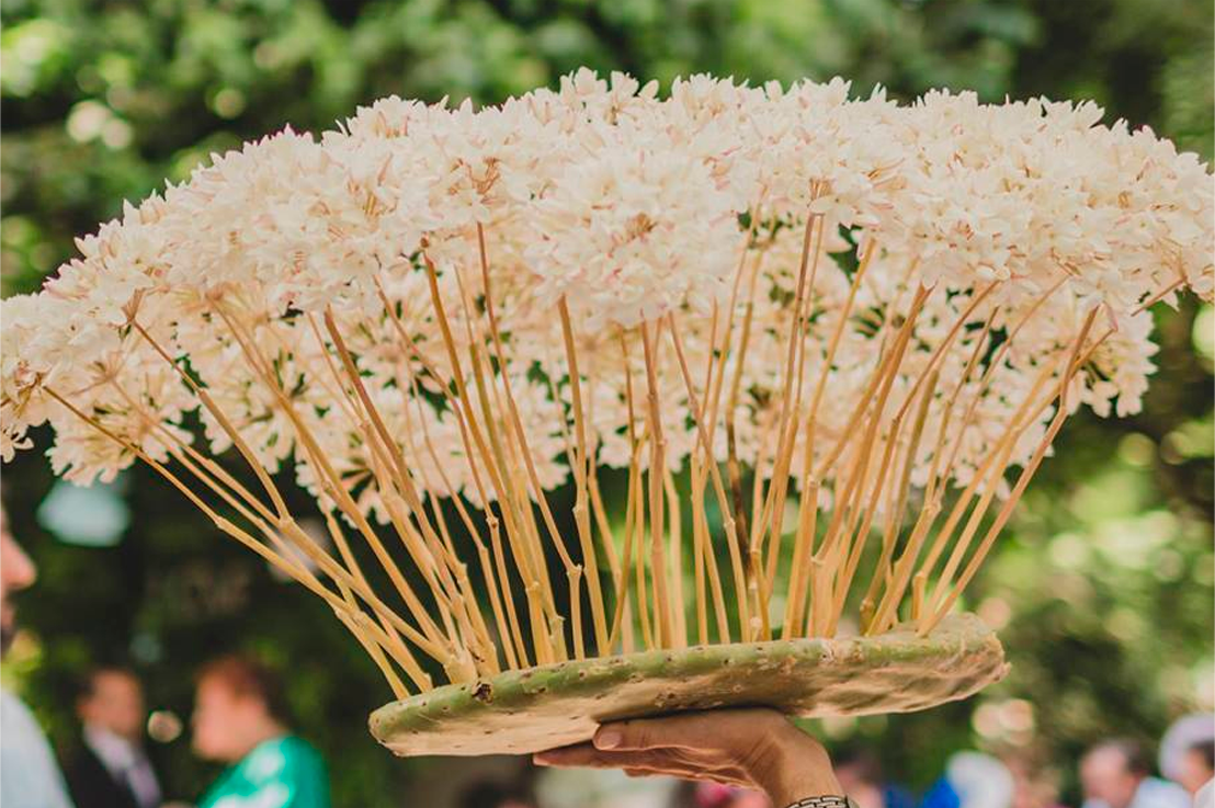 a hand holding a plate of white flowers