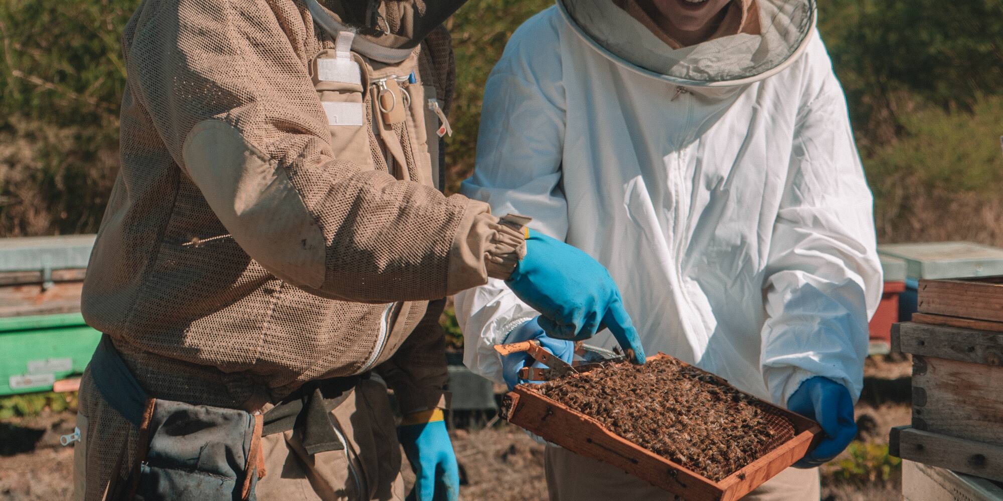 a couple of beekeepers holding a box of dirt