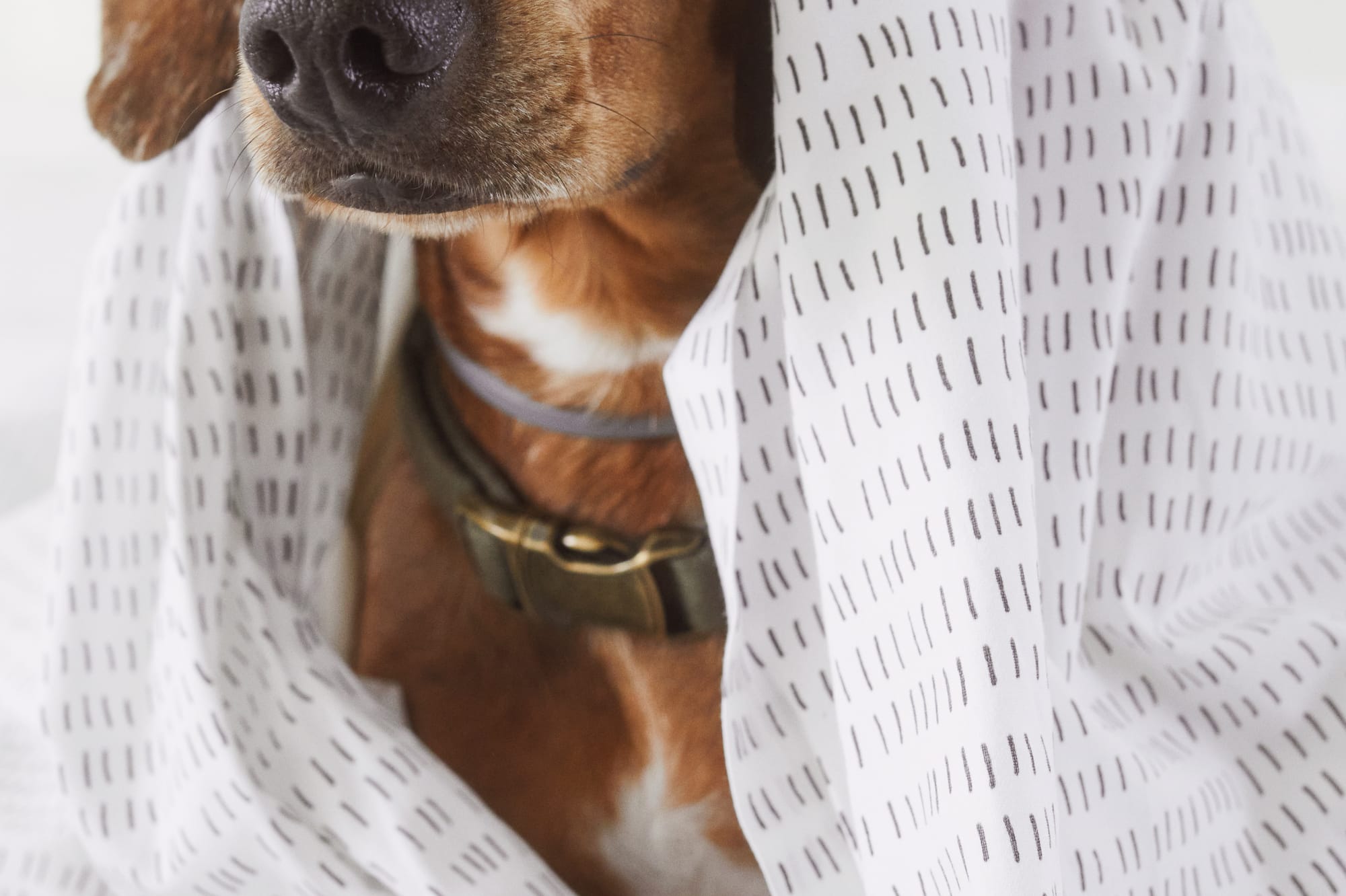 a dog wrapped in a blanket