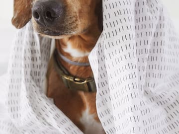 a dog wrapped in a blanket