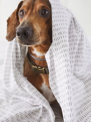 a dog wrapped in a blanket