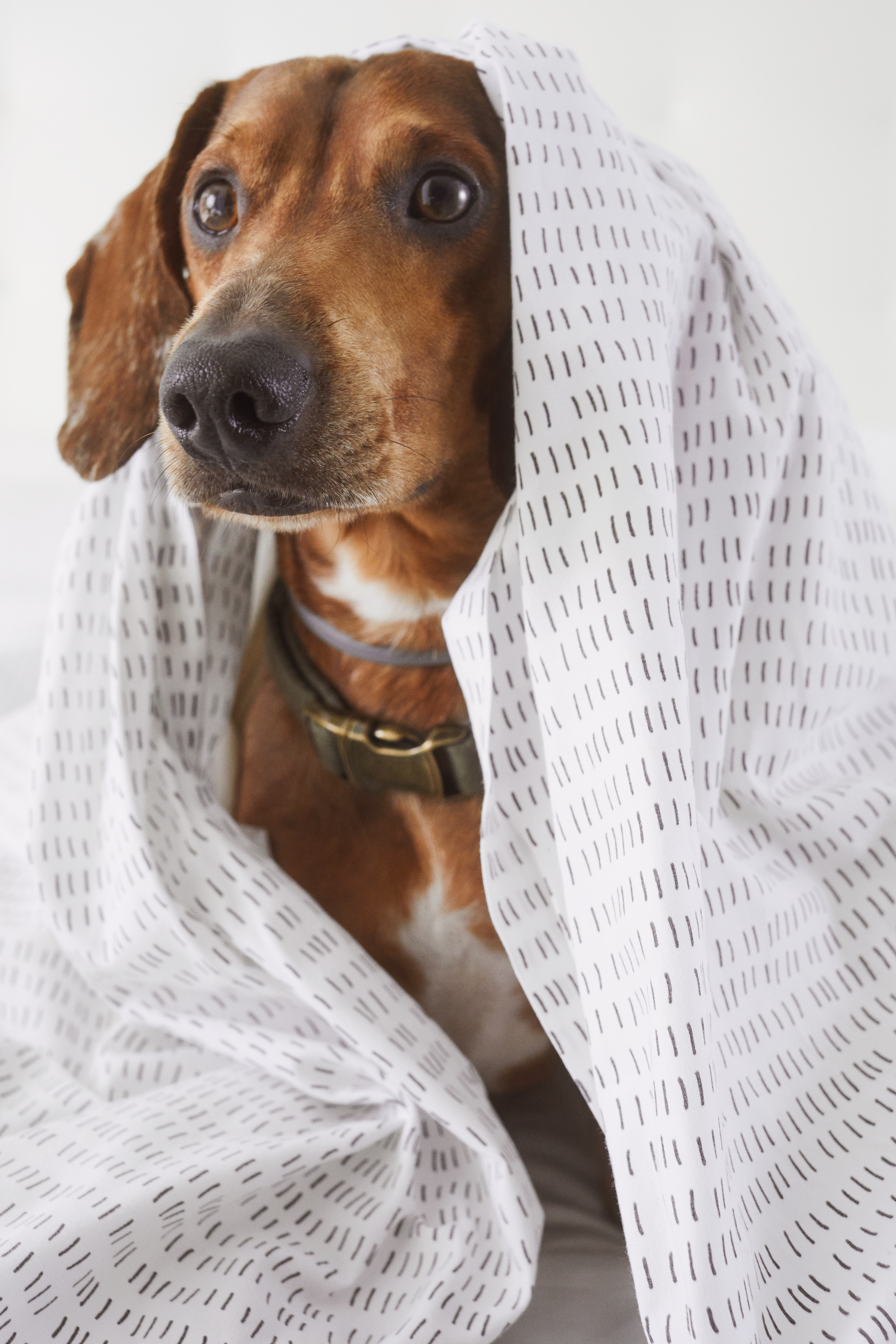 Brown dog peeking from under a white dash-patterned blanket, looking cozy.