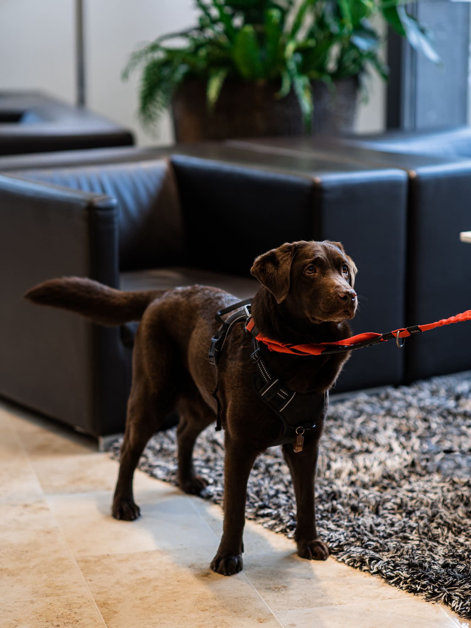 a dog standing on a rug