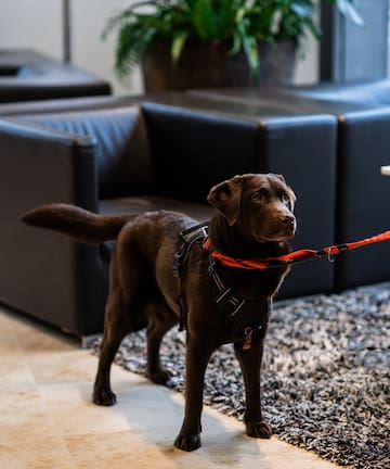 a dog standing on a rug