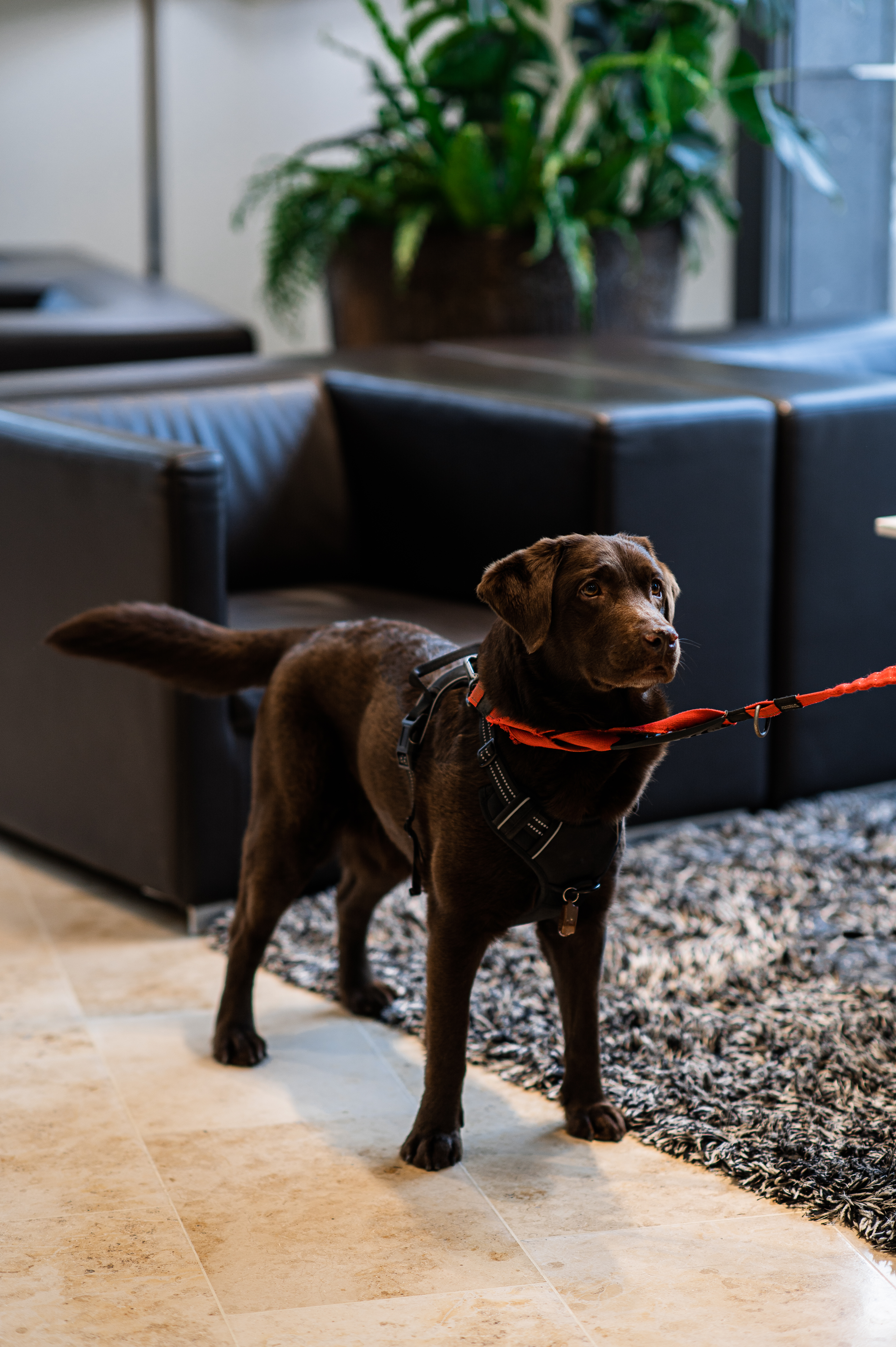 Chocolate Labrador dog with red leash and harness in office lounge.