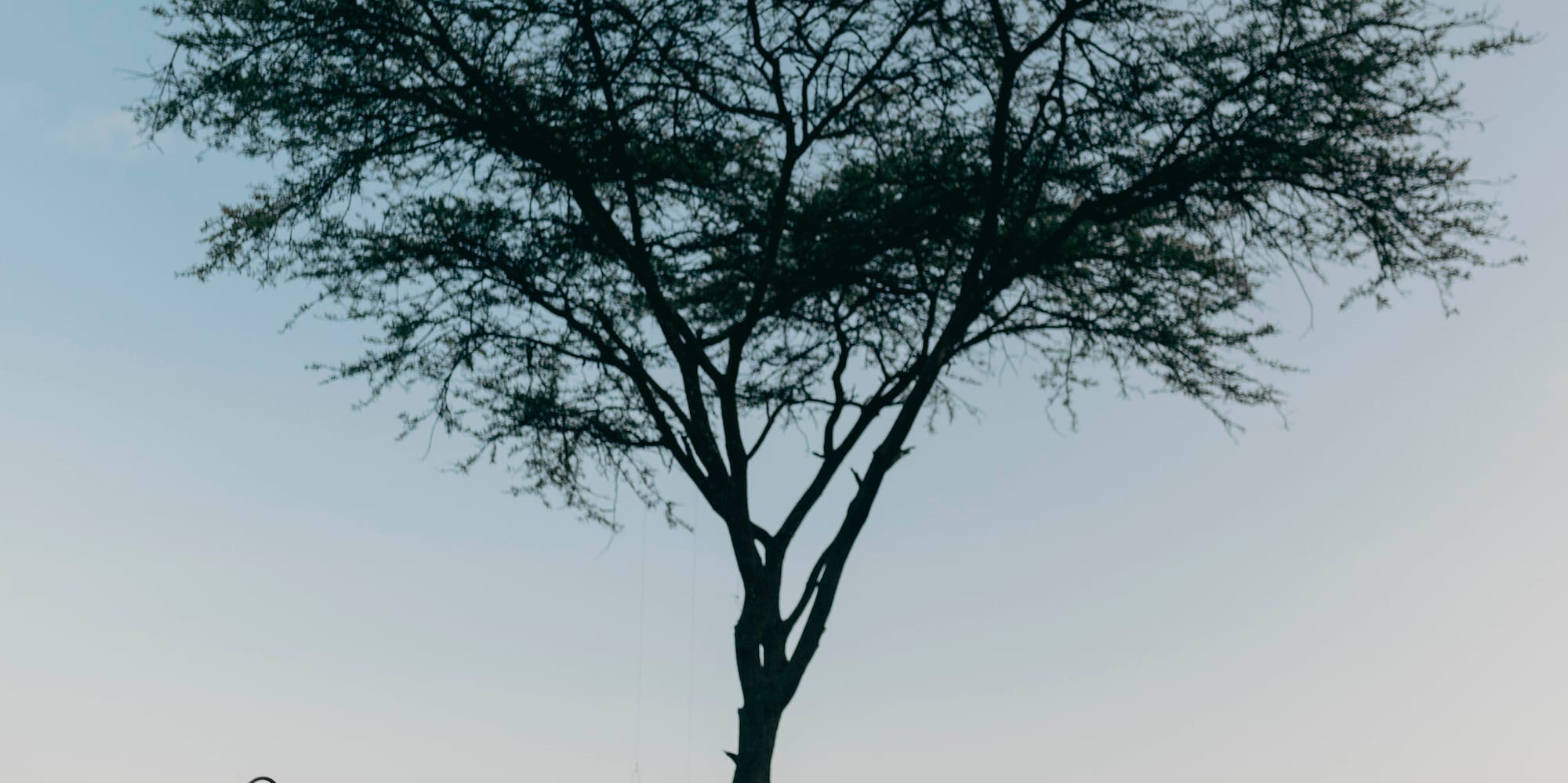 a table with pillows and blankets under a tree