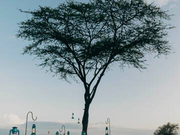 a table with pillows and blankets under a tree