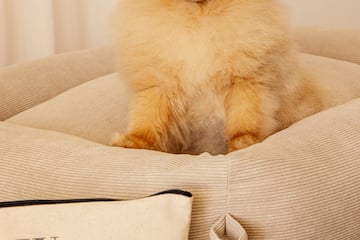 a dog sitting on a couch