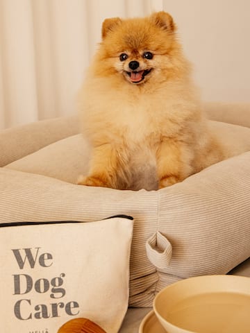 a dog sitting on a couch