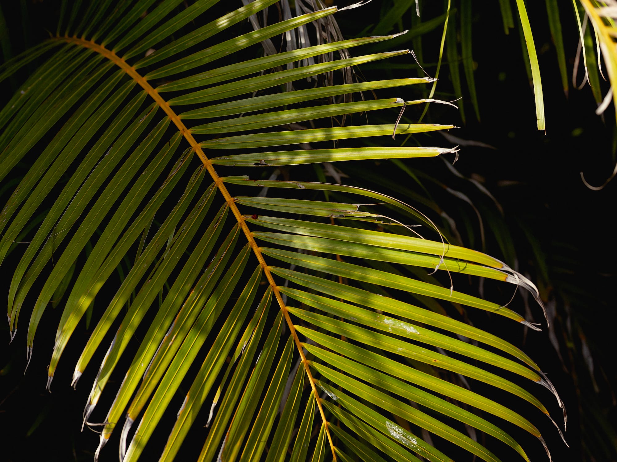 a close up of a palm tree