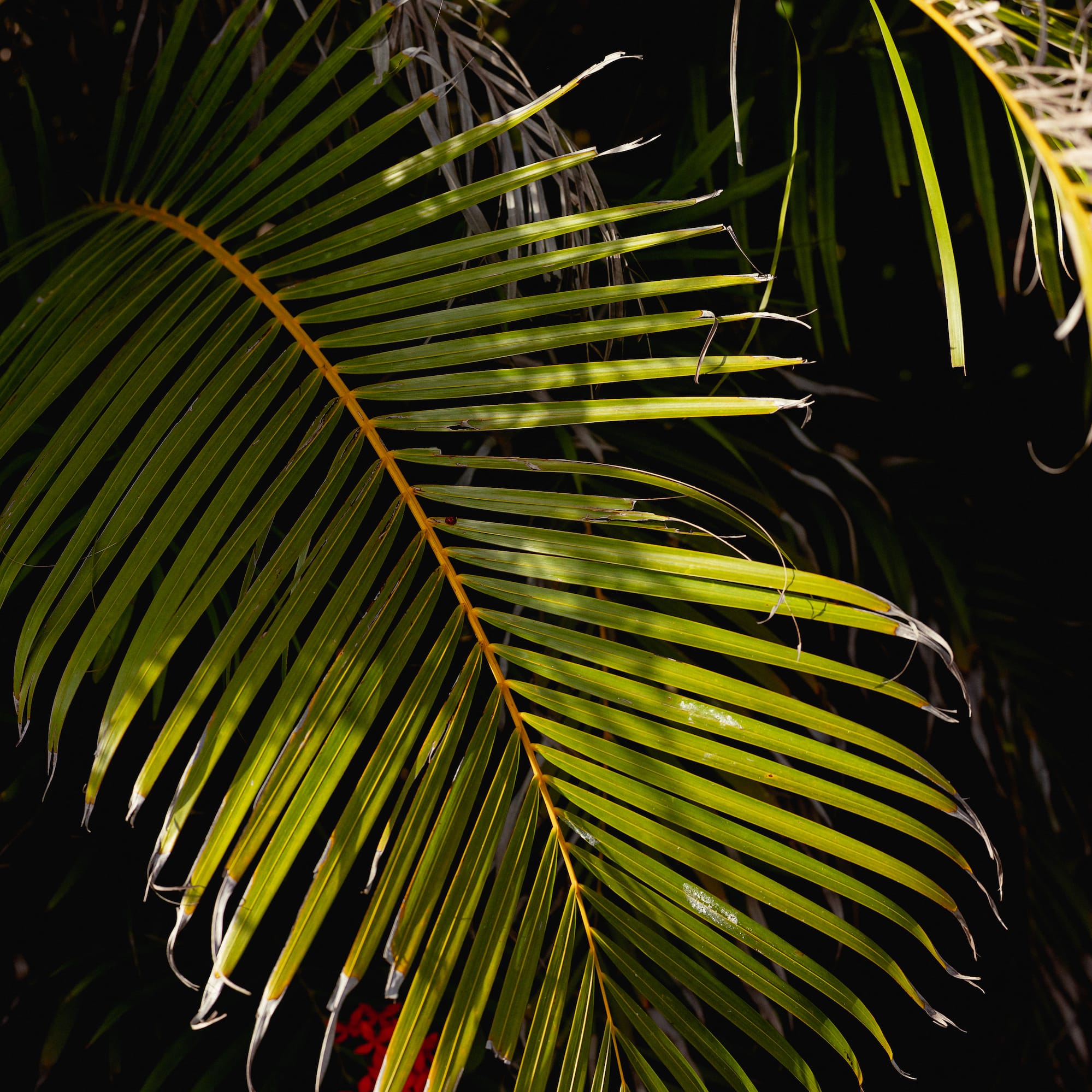 a close up of a palm tree