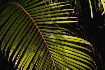 a close up of a palm tree