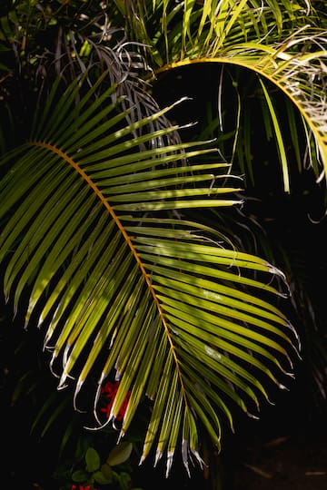 a close up of a palm tree