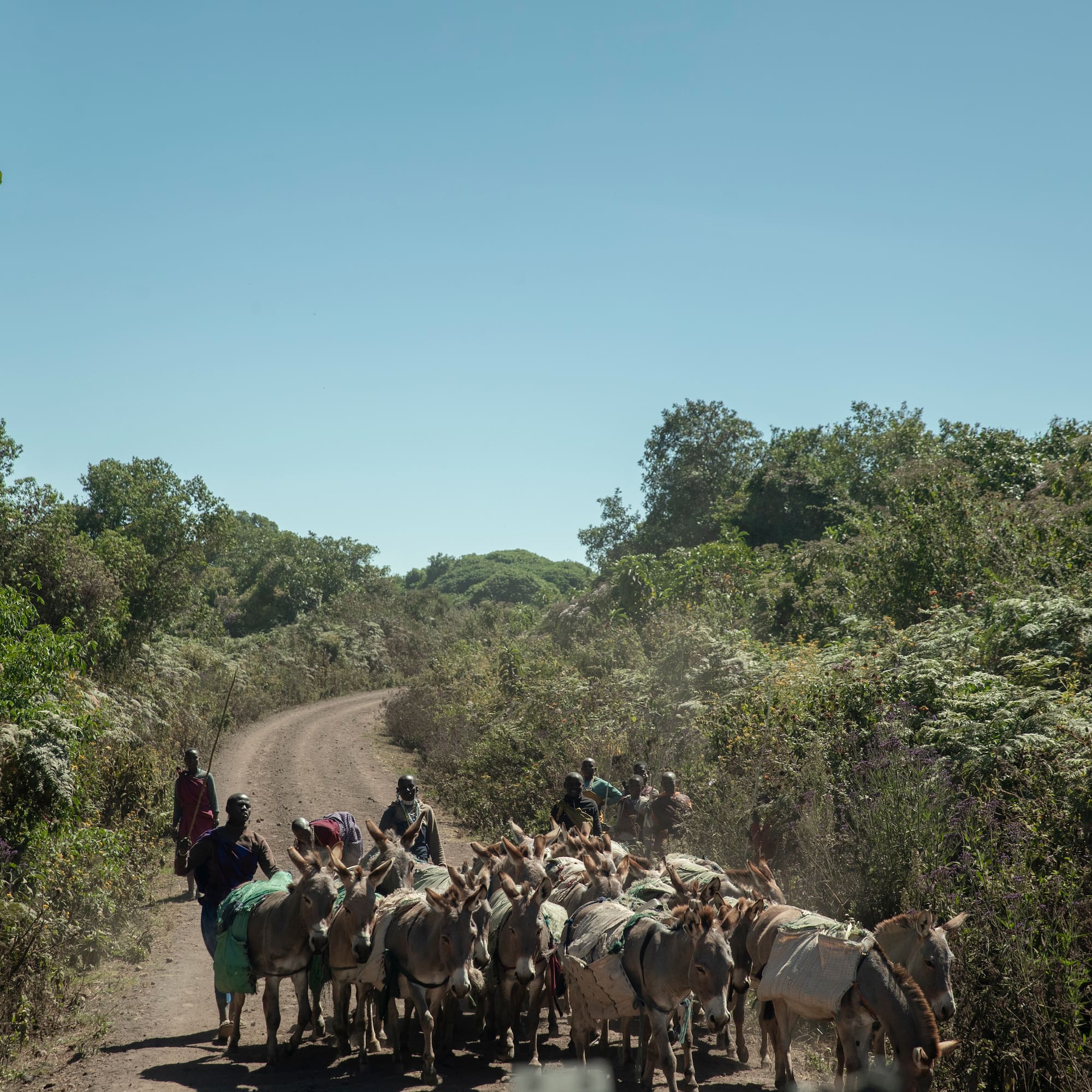 a group of people on a dirt road with donkeys