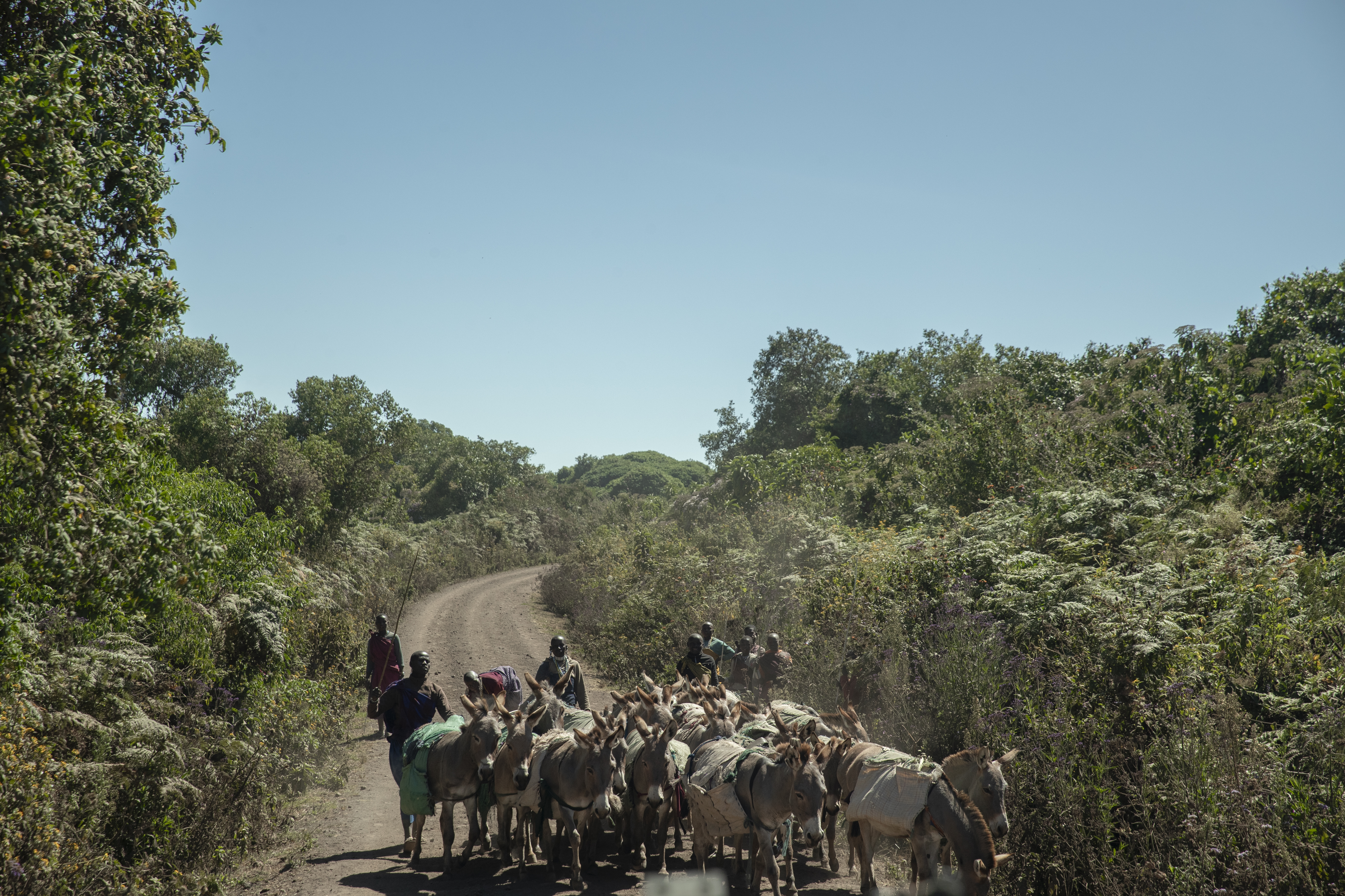 a group of people on a dirt road with donkeys