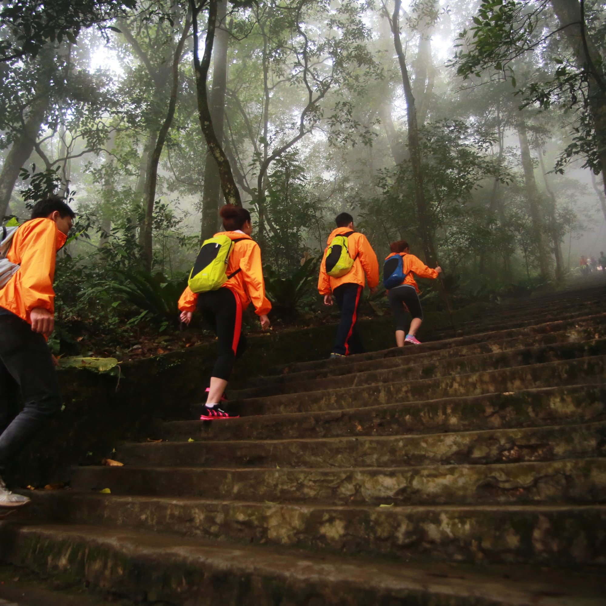 a group of people walking up stairs in the woods