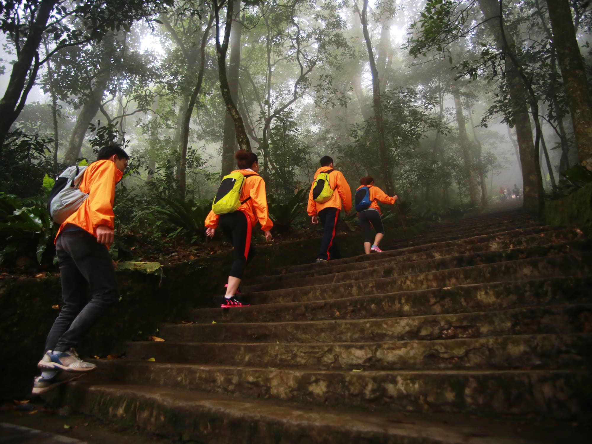 a group of people walking up stairs in the woods
