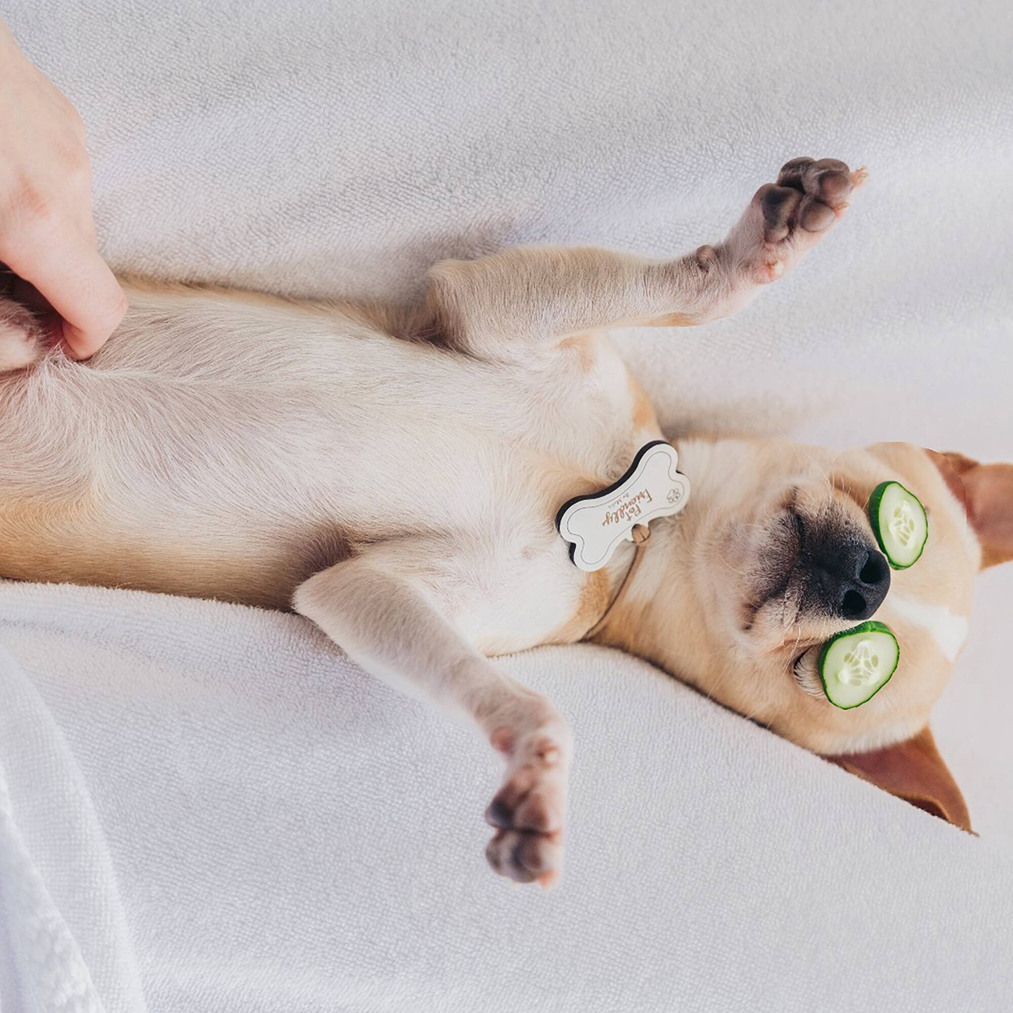 a dog lying on its back with cucumbers on its eyes
