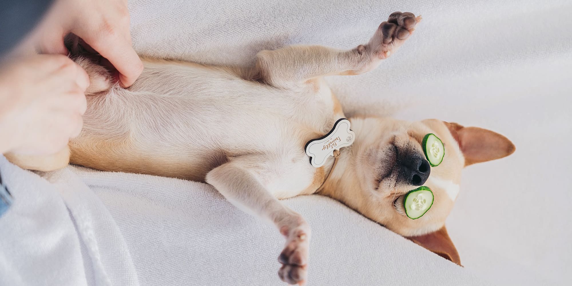 a dog lying on its back with cucumbers on its eyes