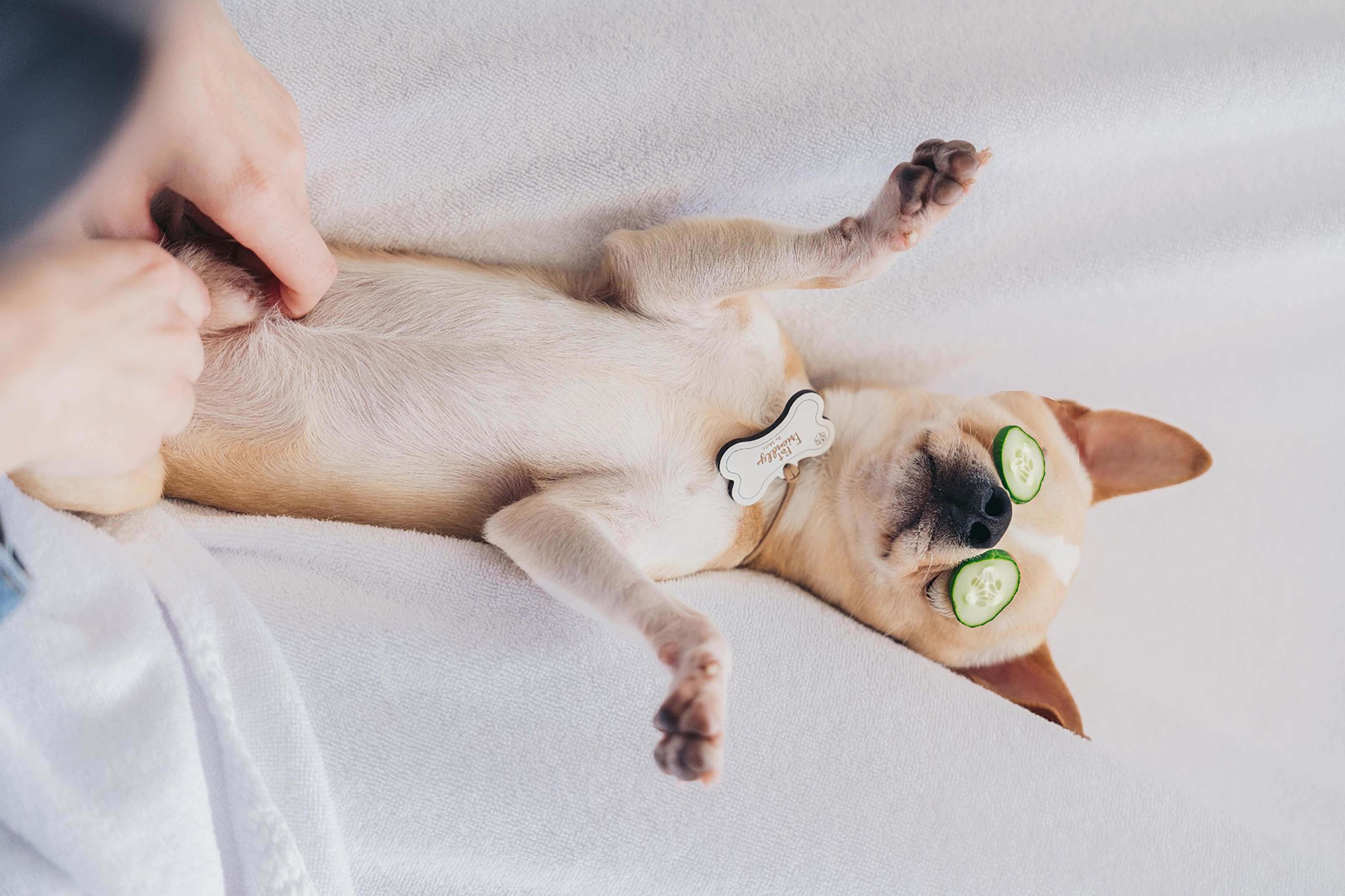 a dog lying on its back with cucumbers on its eyes