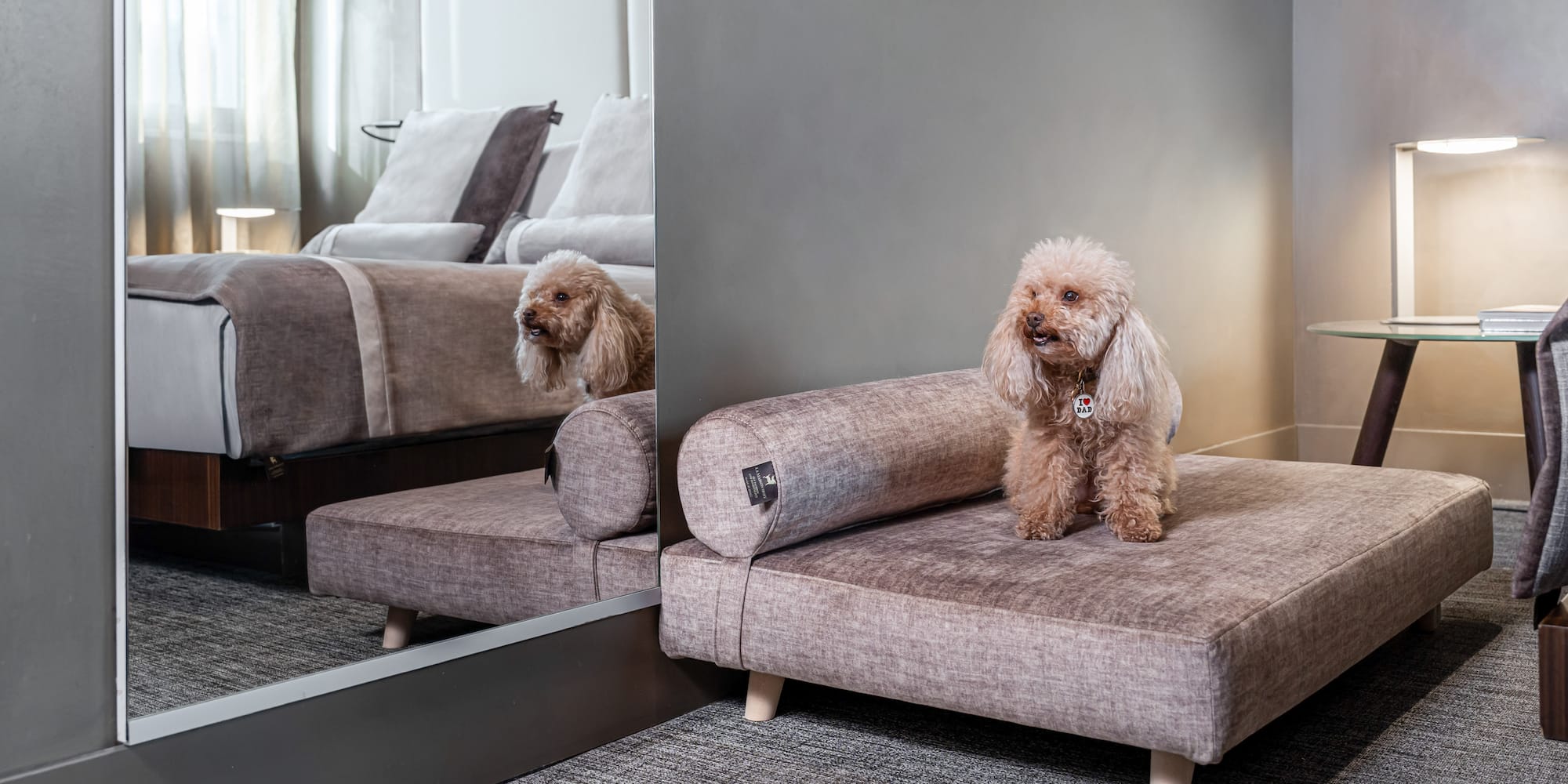 a dog sitting on a couch