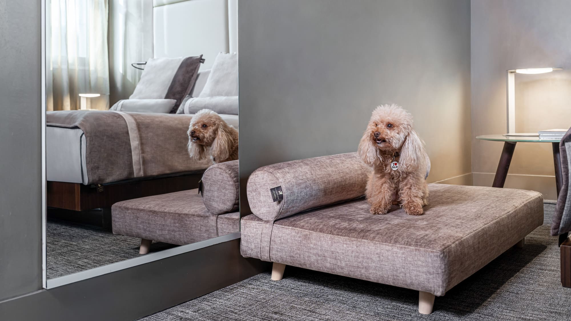 a dog sitting on a couch