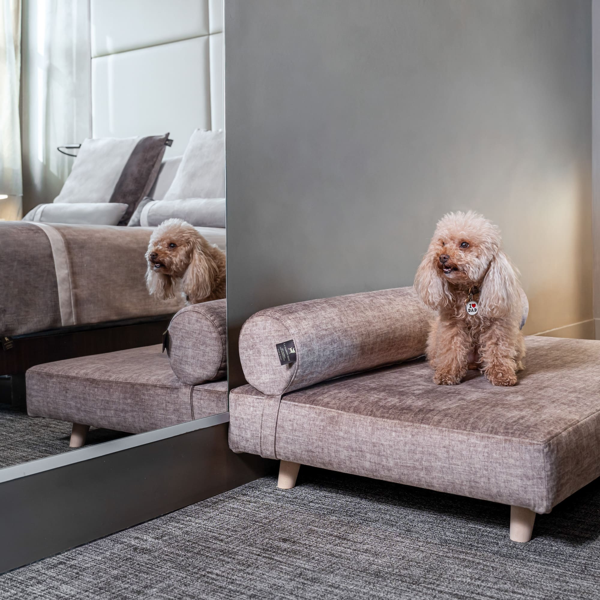 a dog sitting on a couch