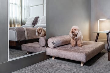 a dog sitting on a couch
