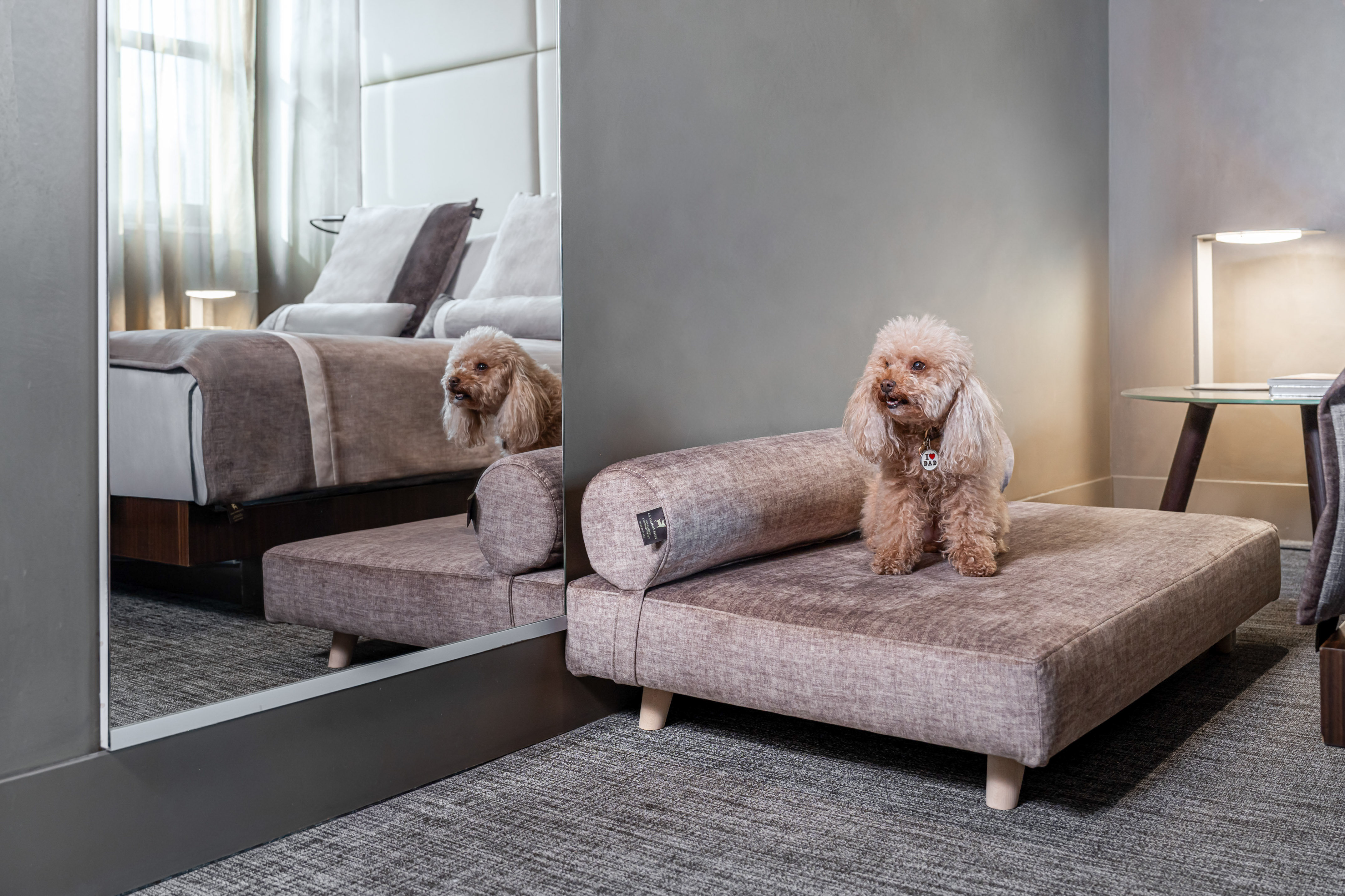 Small poodle on a cozy pet bed in a modern hotel room.