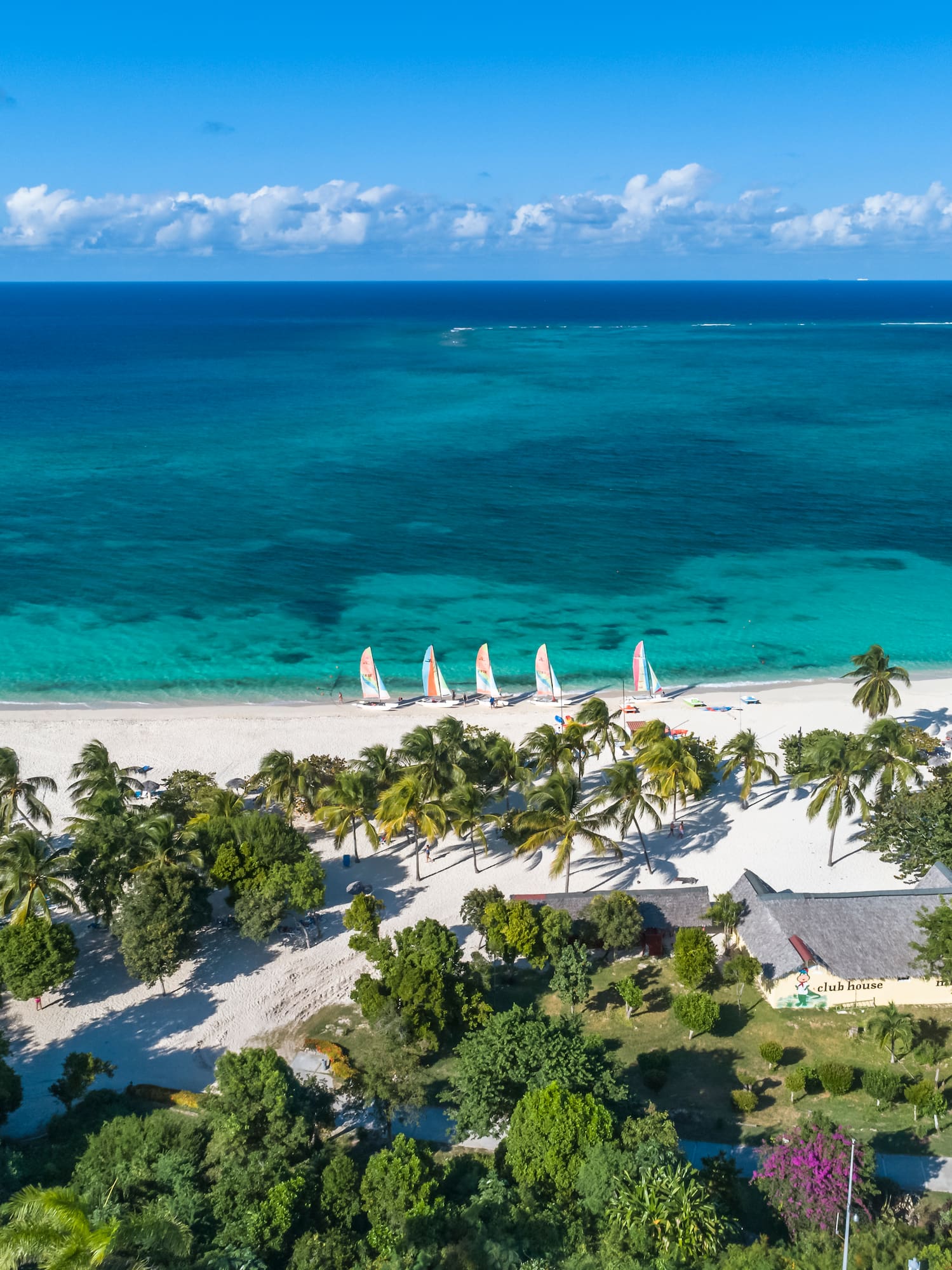 a beach with trees and a blue ocean