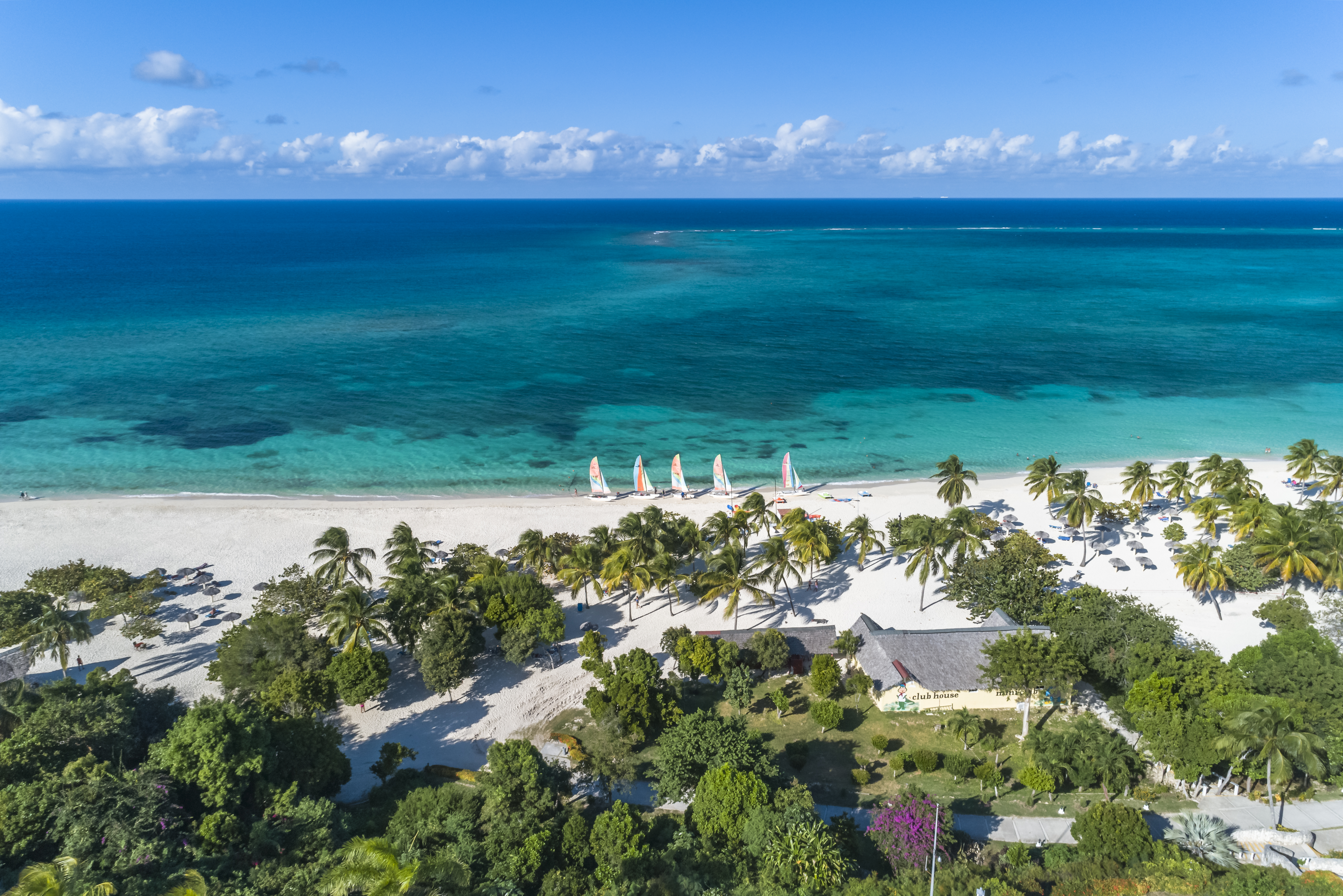 a beach with trees and a blue ocean