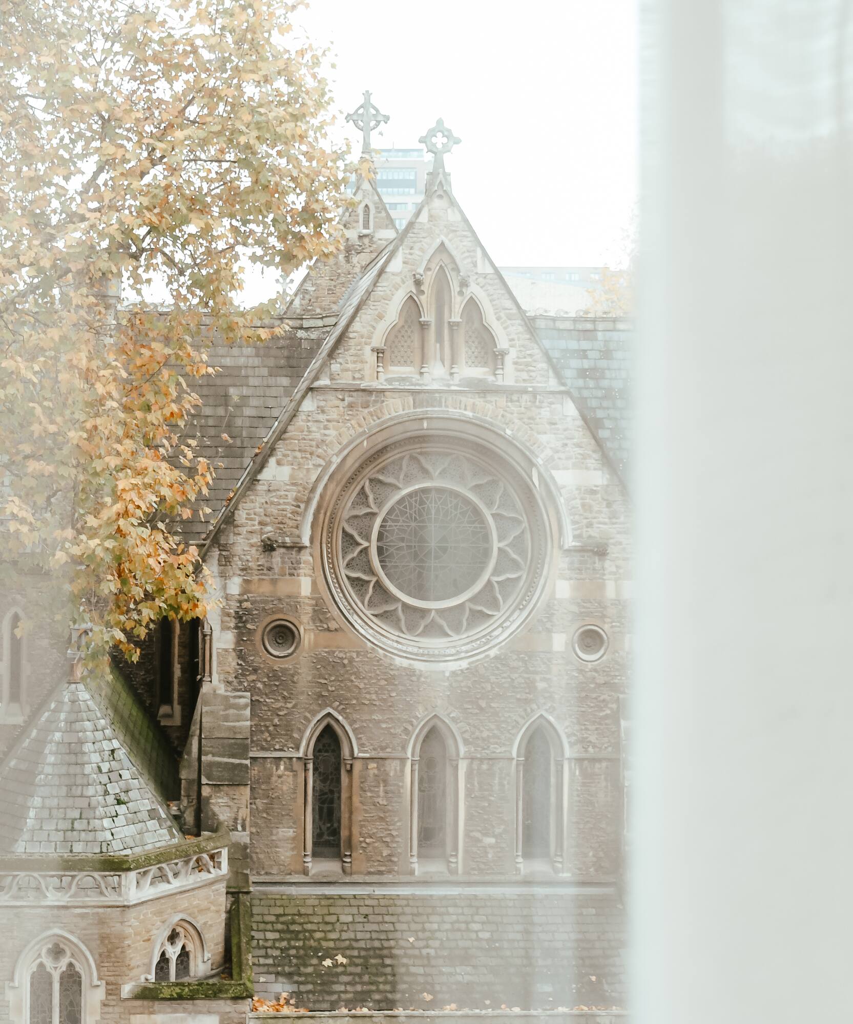 Stone Gothic church with rose window, autumn trees, seen through sheer curtains.