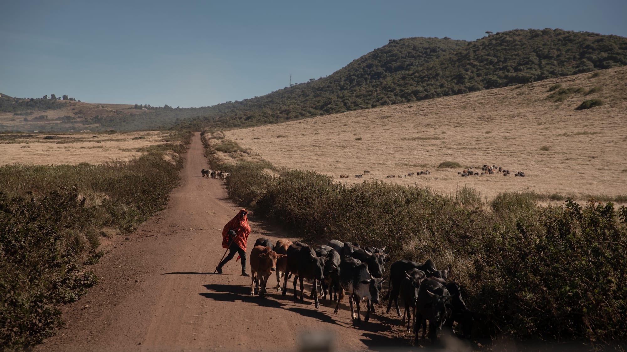 a man walking with a herd of cattle on a dirt road