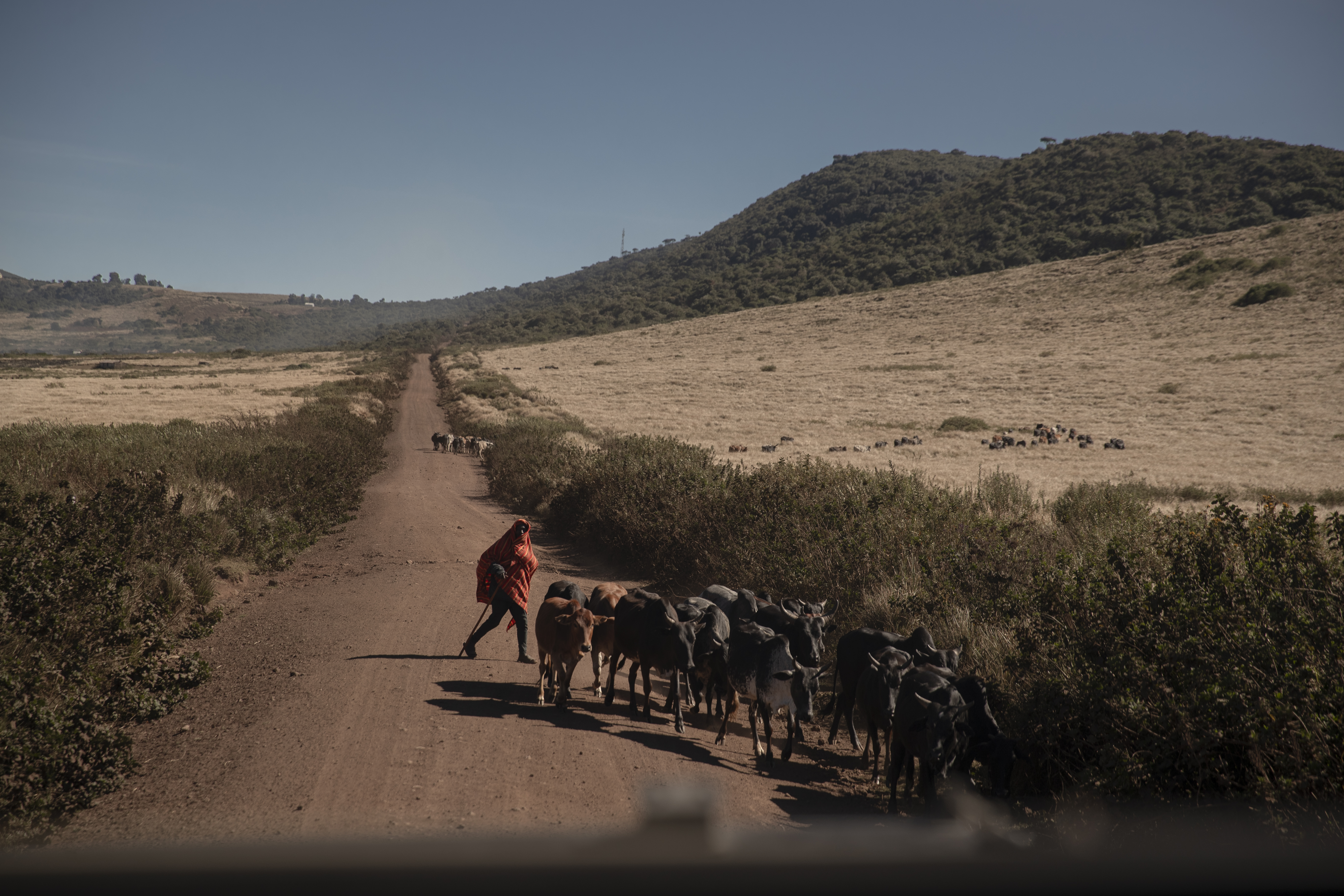 a man walking with a herd of cattle on a dirt road