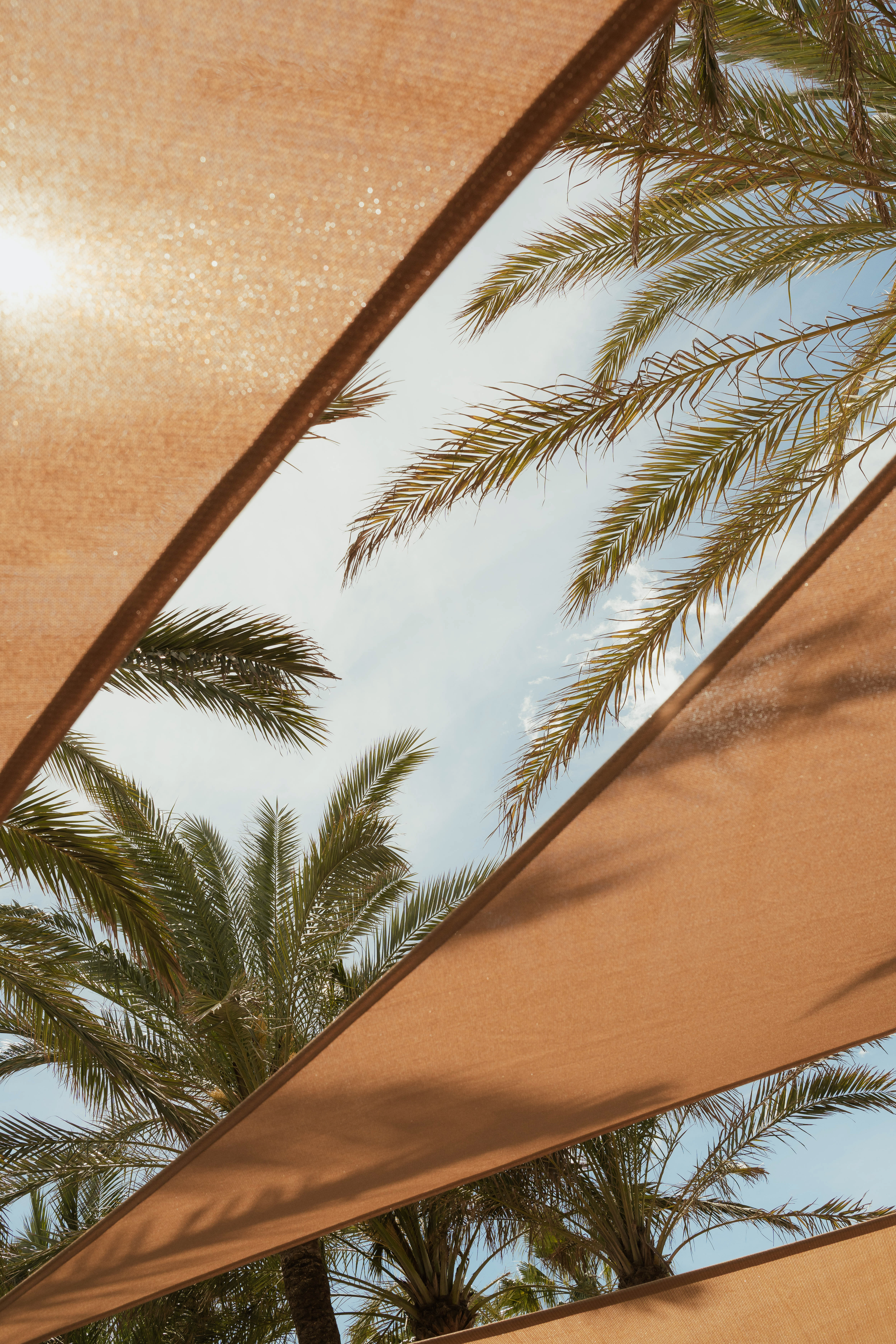 Tropical palm trees under a sunny sky, framed by a beige sunshade.