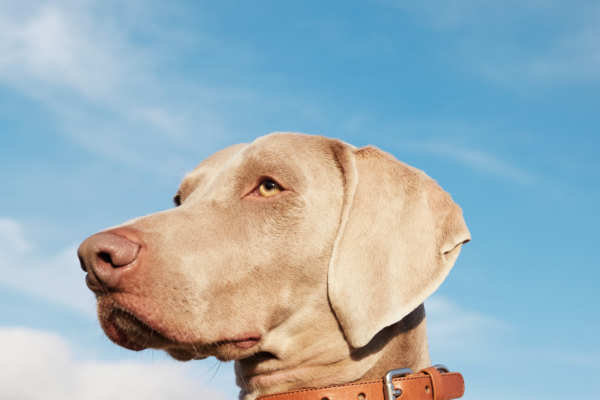 a dog with a leather collar