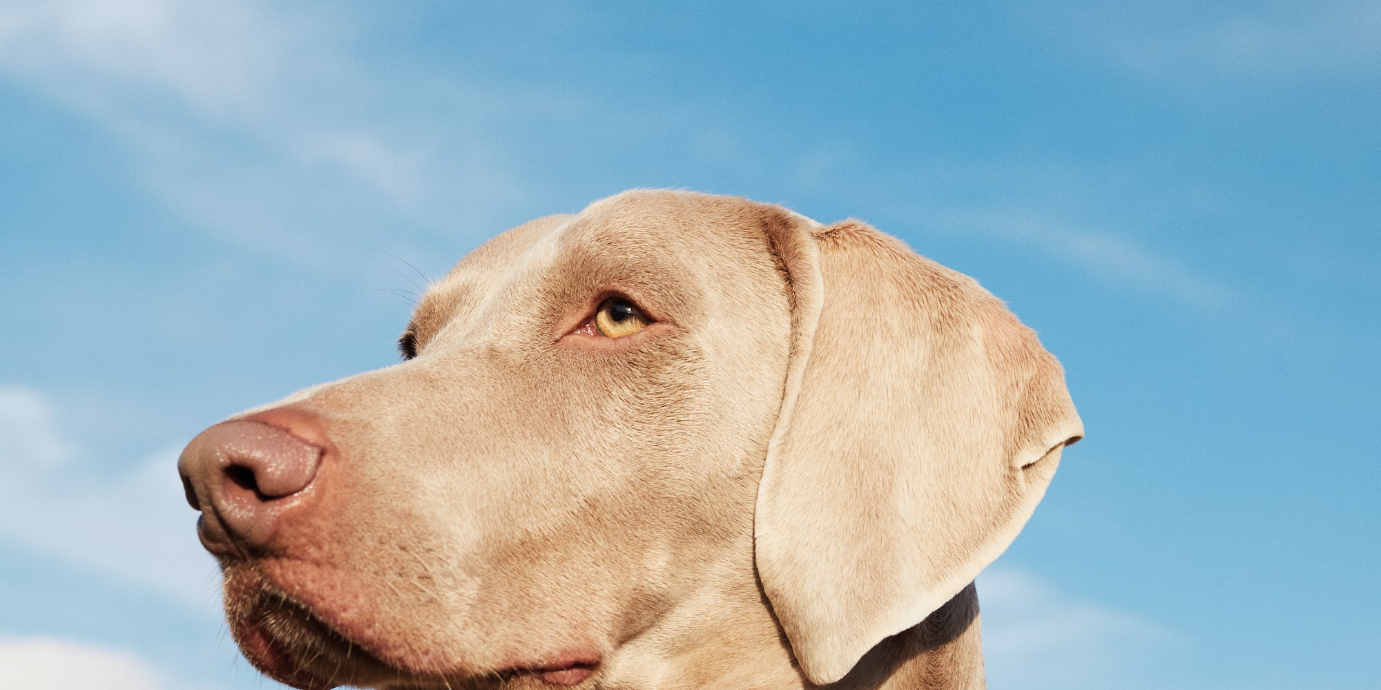 a dog with a leather collar