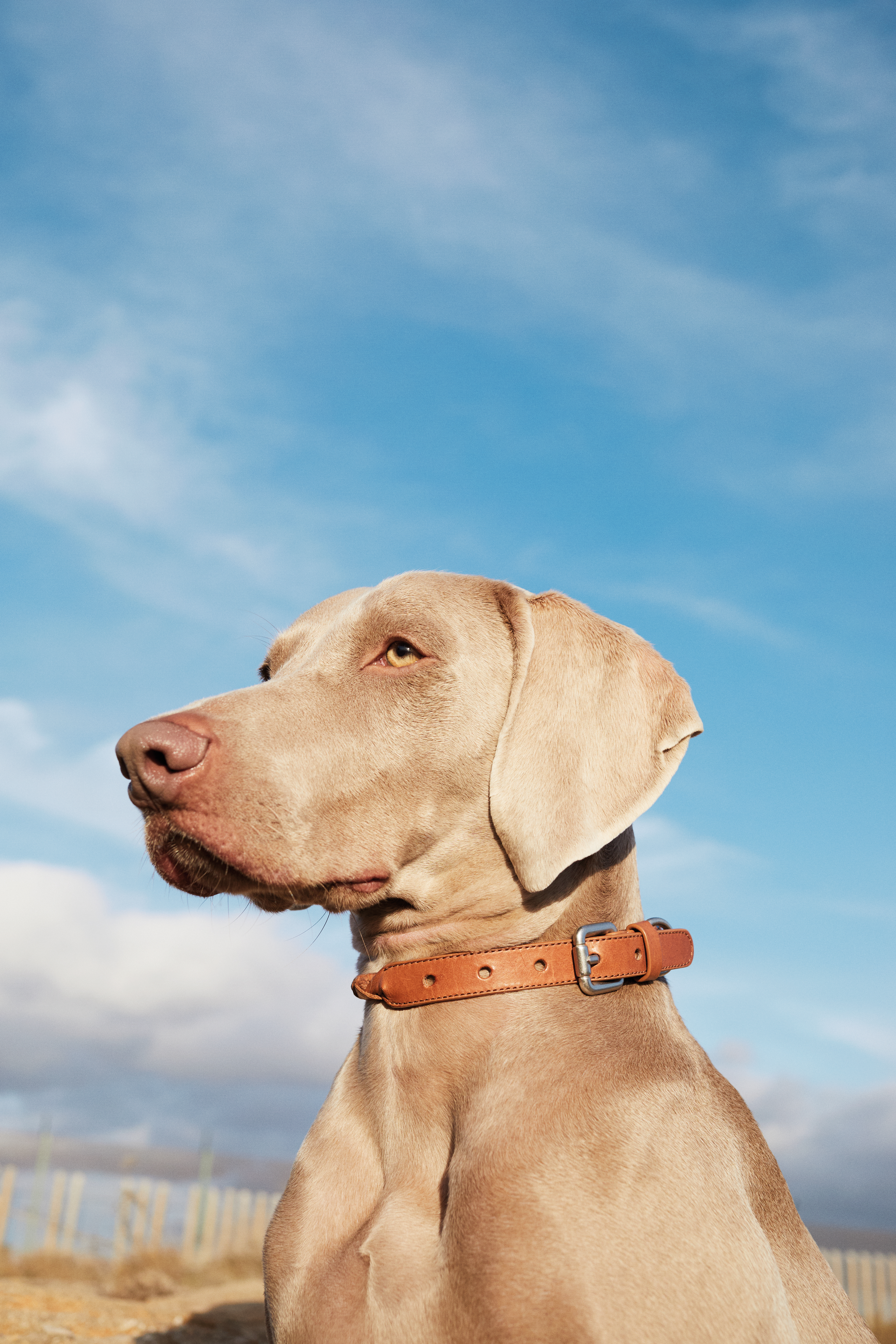 Gray Weimaraner dog wearing brown collar, headshot against bright blue sky.