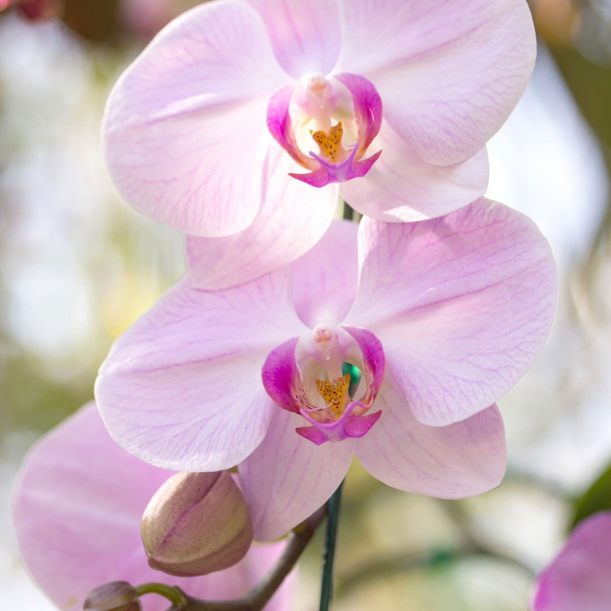 Two light pink Phalaenopsis orchids with magenta centers and buds.